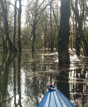 Scappoose Bay flooded forest
