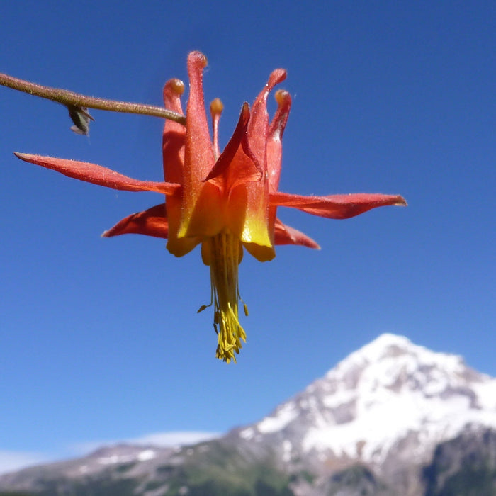 Wild Mountain Flowers