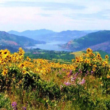 TRIP REPORT:  Columbia River Gorge Wildflower Hike