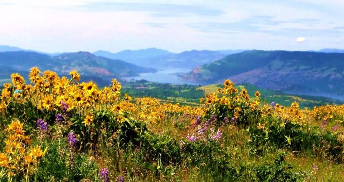 TRIP REPORT:  Columbia River Gorge Wildflower Hike