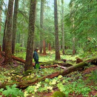 Oregon's Fungal Jungle