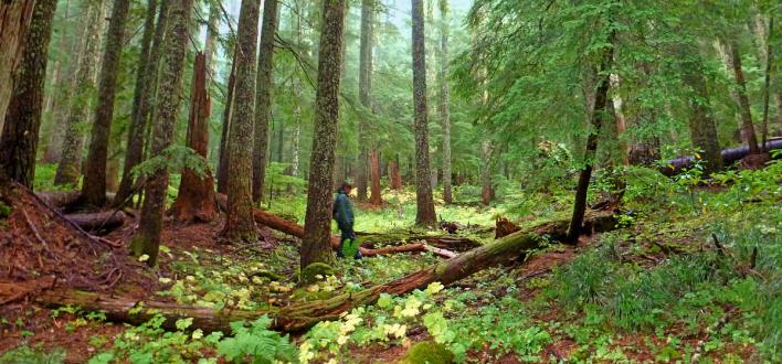 Oregon's Fungal Jungle