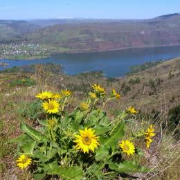 TRIP REPORT:  East Side Wildflower Hike