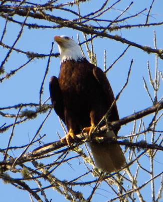 scappoose bay eagle rescue