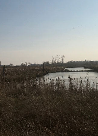 Fernhill Wetlands