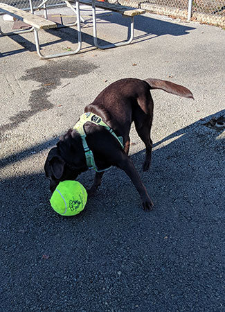 Ruffwear Front Range Harness