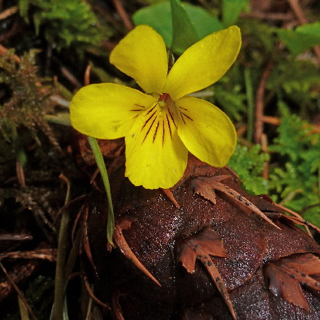 GET YOUR NORTHWEST NATURE ON!