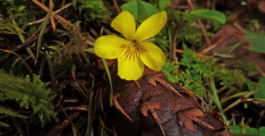 GET YOUR NORTHWEST NATURE ON!