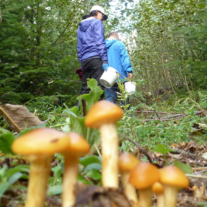 Trip Report: Fall Mushroom Hikes