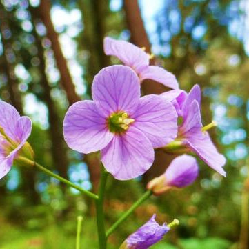 Spring Wildflower Hikes