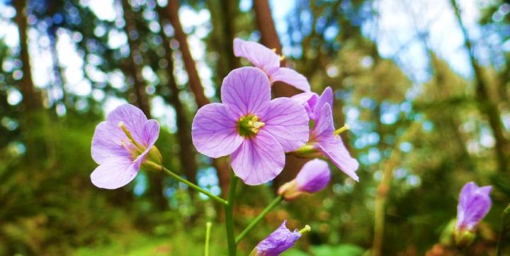 Spring Wildflower Hikes