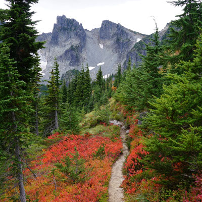 Mt. Rainier National Park