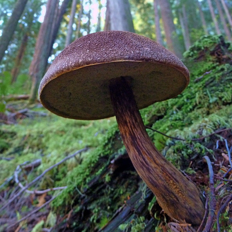 TRIP REPORT: Mushroom and Salmon Hike