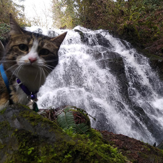 Lacamas Regional Park