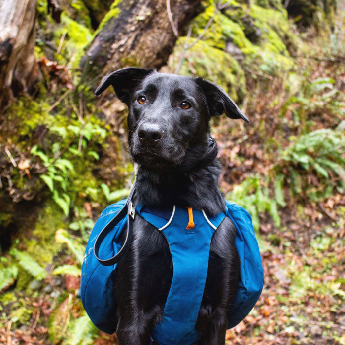 hike with dogs